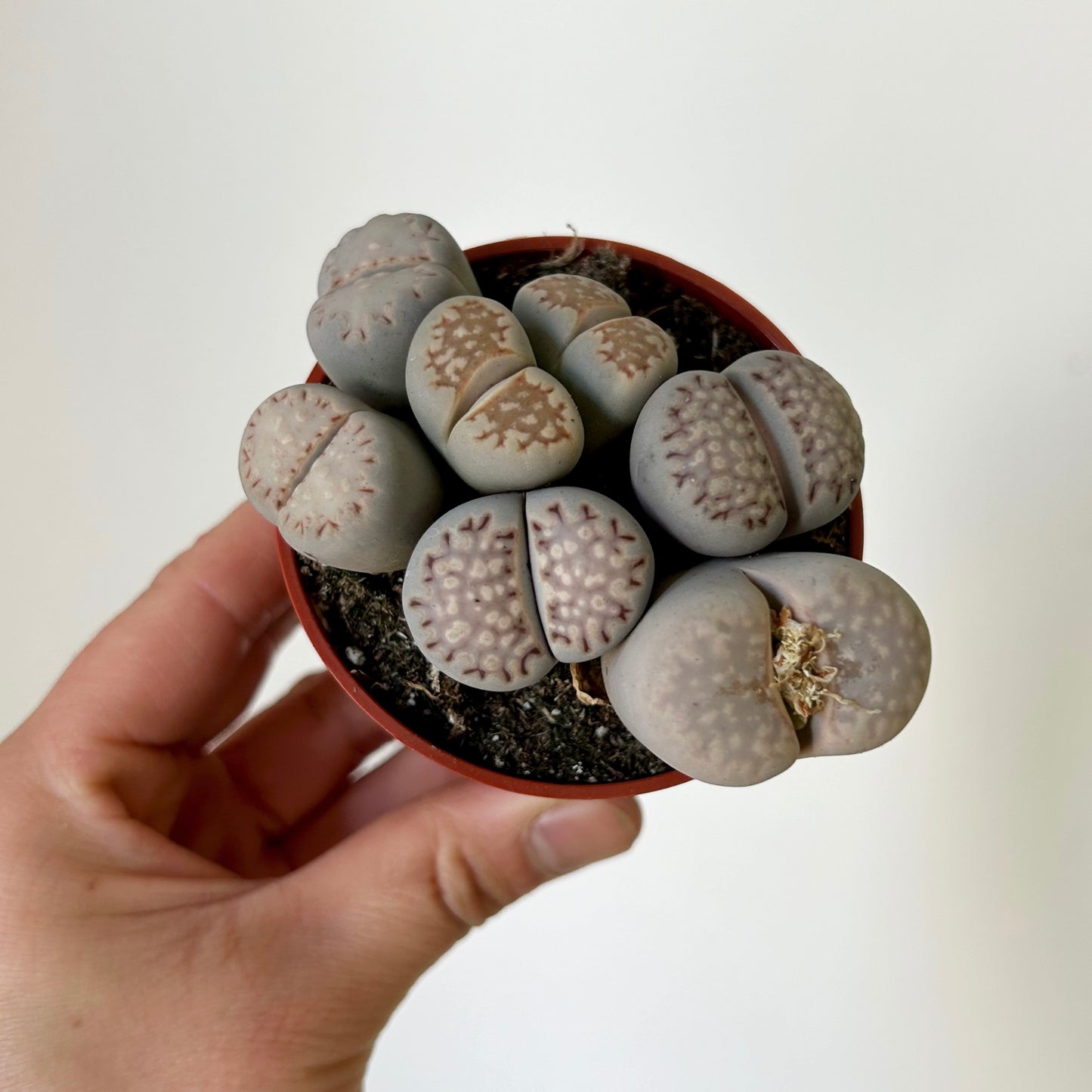 Living Stones Succulent (Lithops) 3" pot