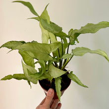 Load image into Gallery viewer, Syngonium “Silver Fox” 4&quot; pot
