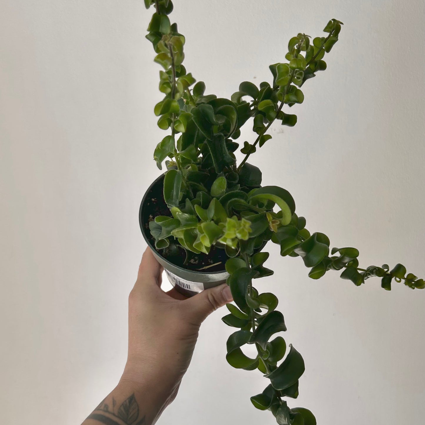 Rasta Lipstick Plant (Aeschynanthus radicans) 4”pot