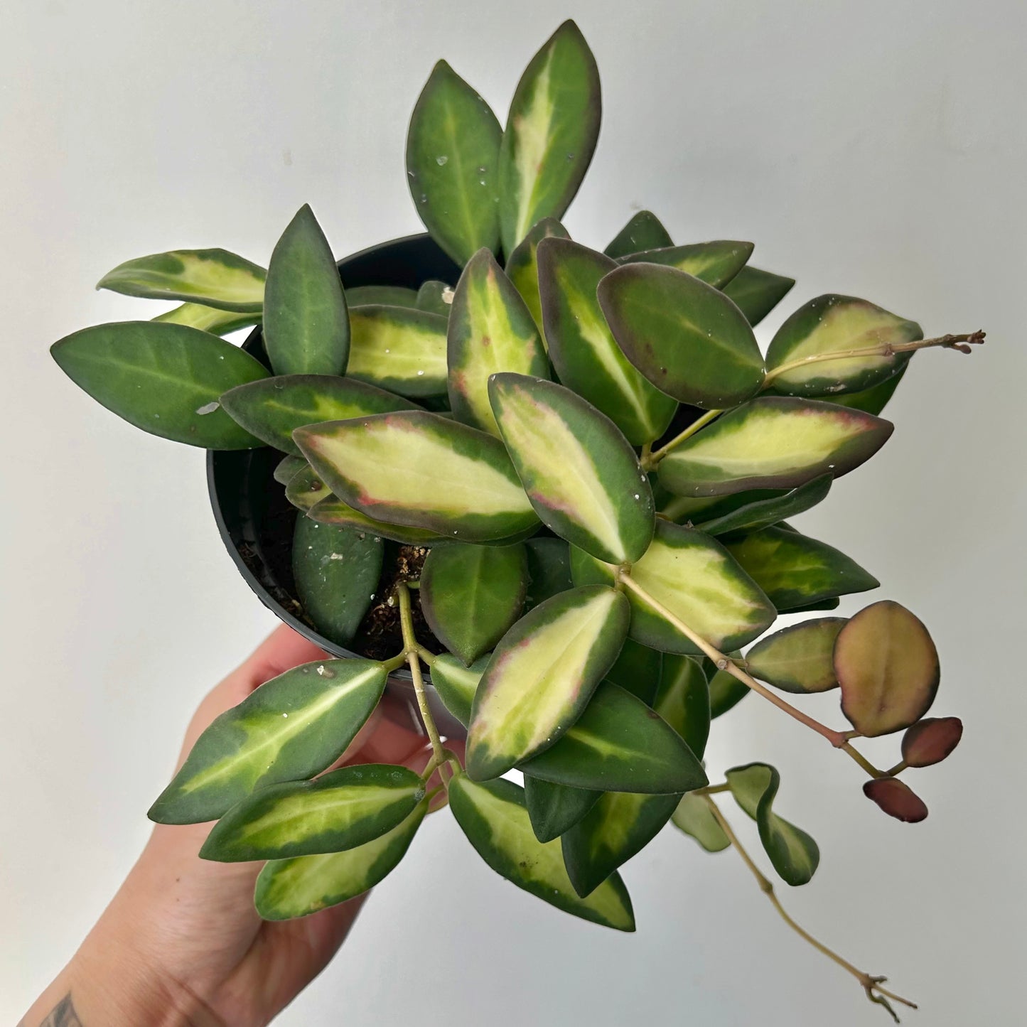 Hoya sp. aff. burtoniae variegated 4” pot