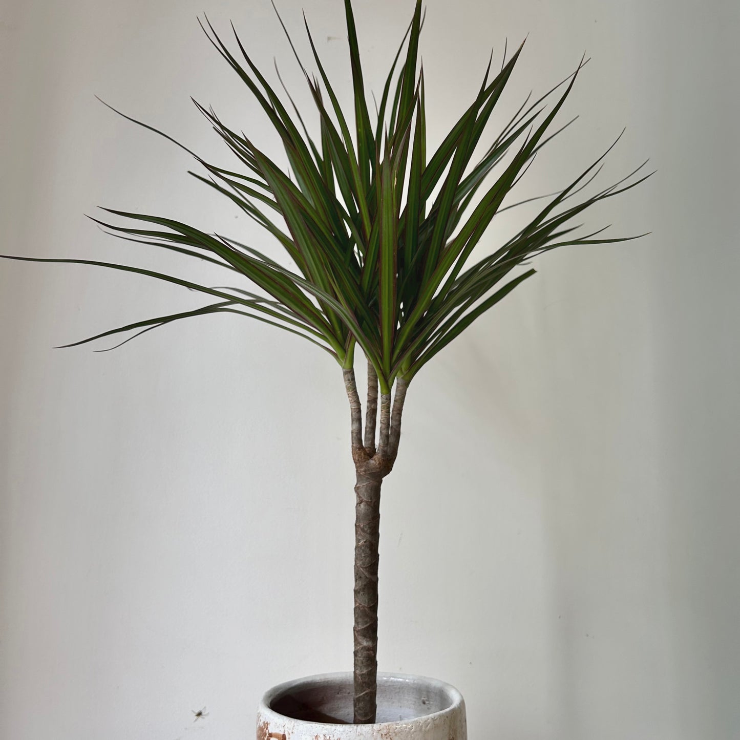 Dragon Tree (Dracaena Marginata) approximately  2.5ft tall in 6” pot