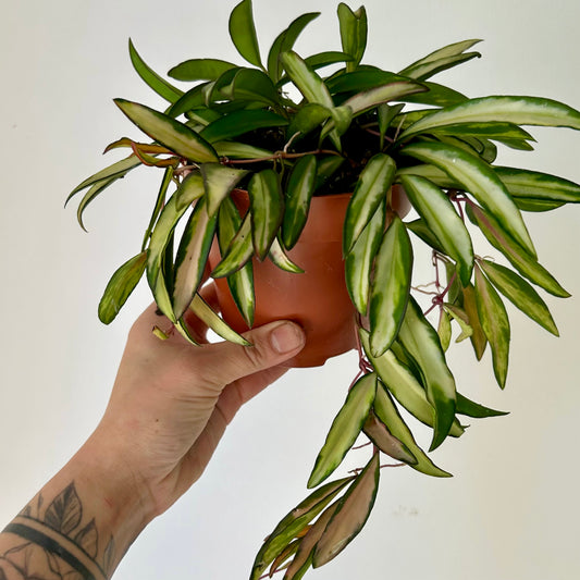 Variegated Hoya wayetii 5” pot