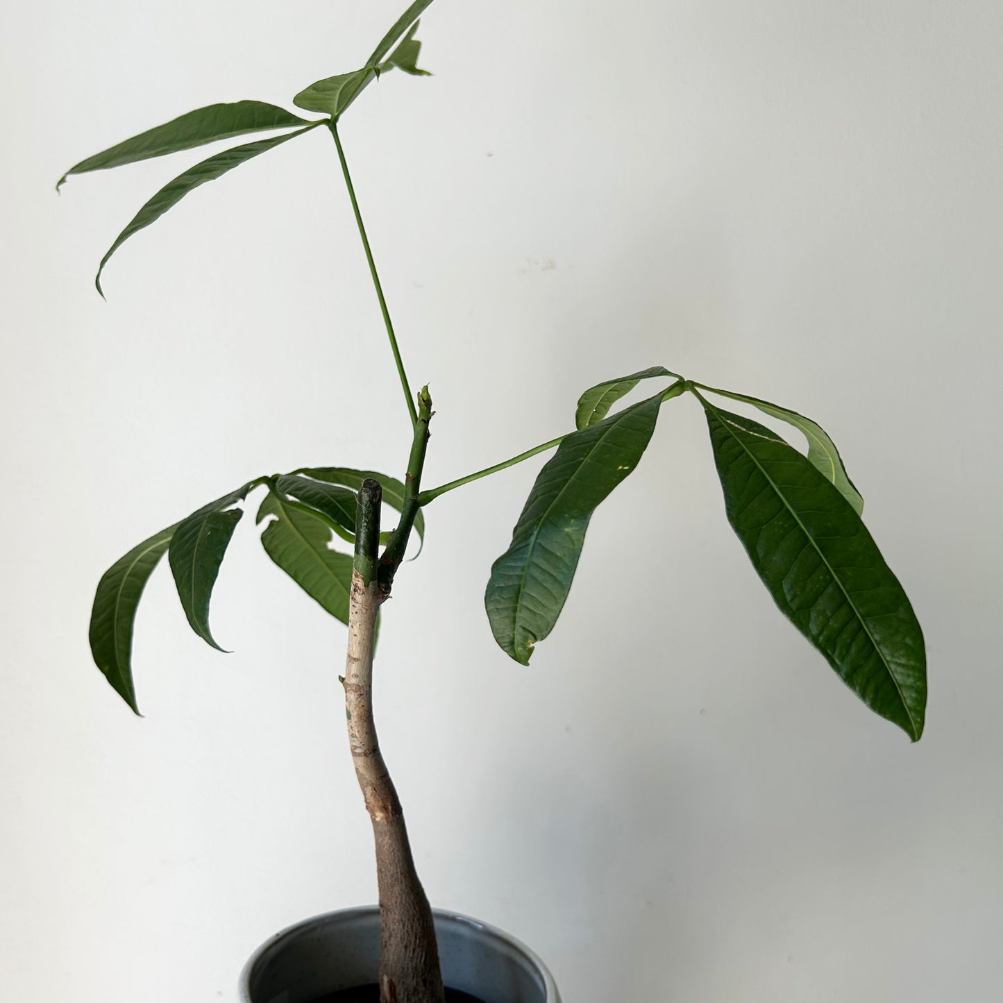 Money Tree (Pachira aquatica) single stalk 4”pot