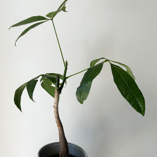 Money Tree (Pachira aquatica) single stalk 4”pot