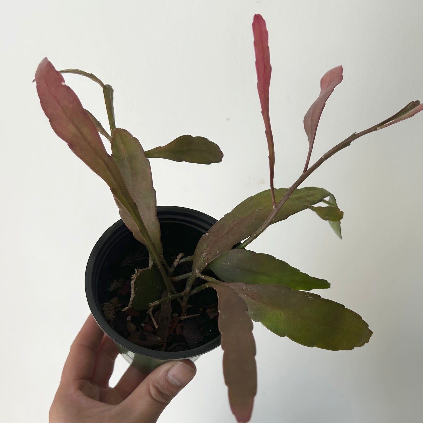 Kimnachia ramulosa 3.5” pot