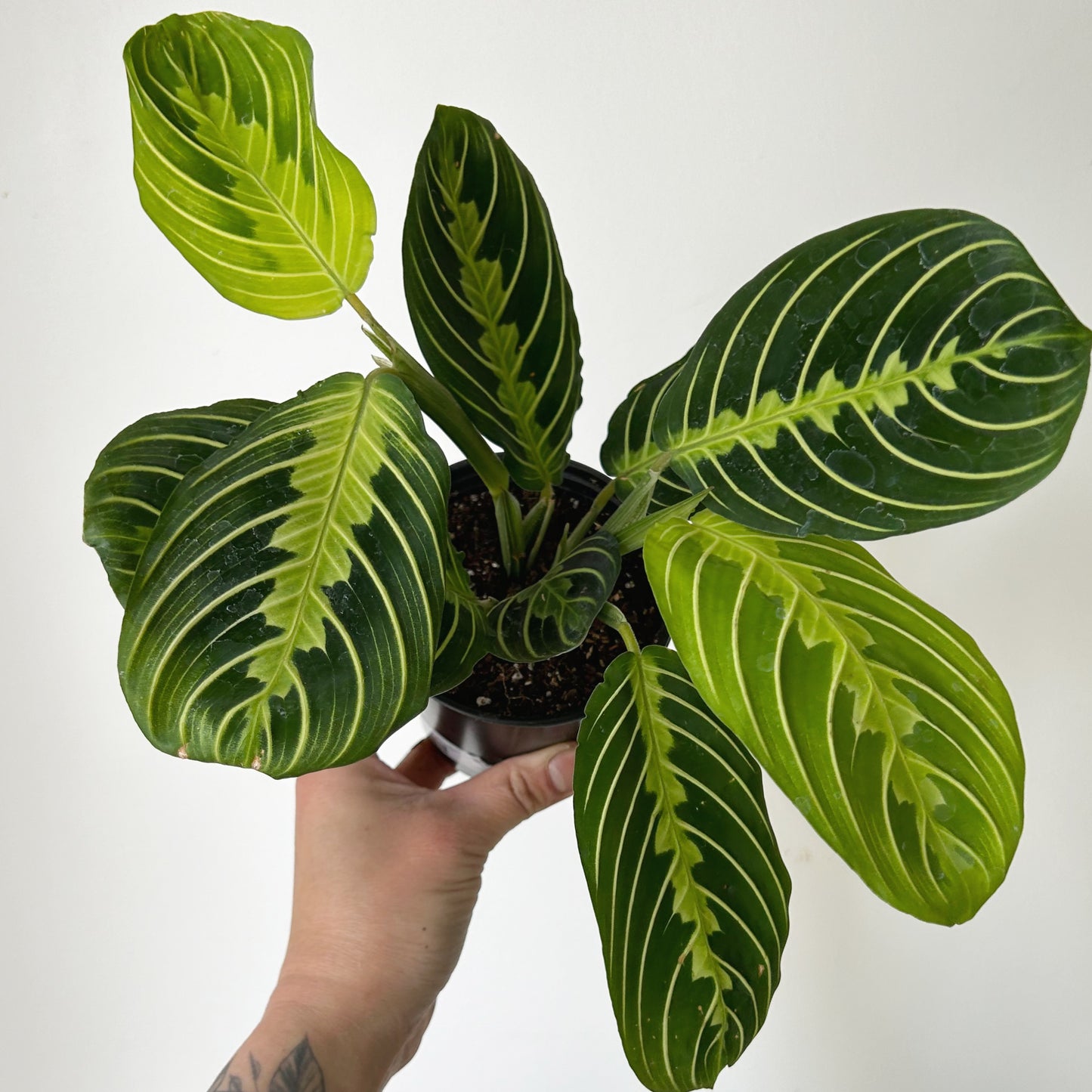 Maranta Leuconeura “Lemon Lime” 4”pot