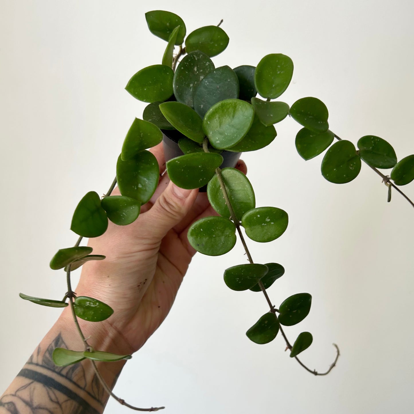 Hoya Mathilde 2.5”pot