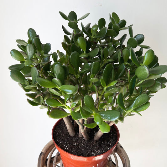 Jade Succulent Ovata “Sunset” 8”pot