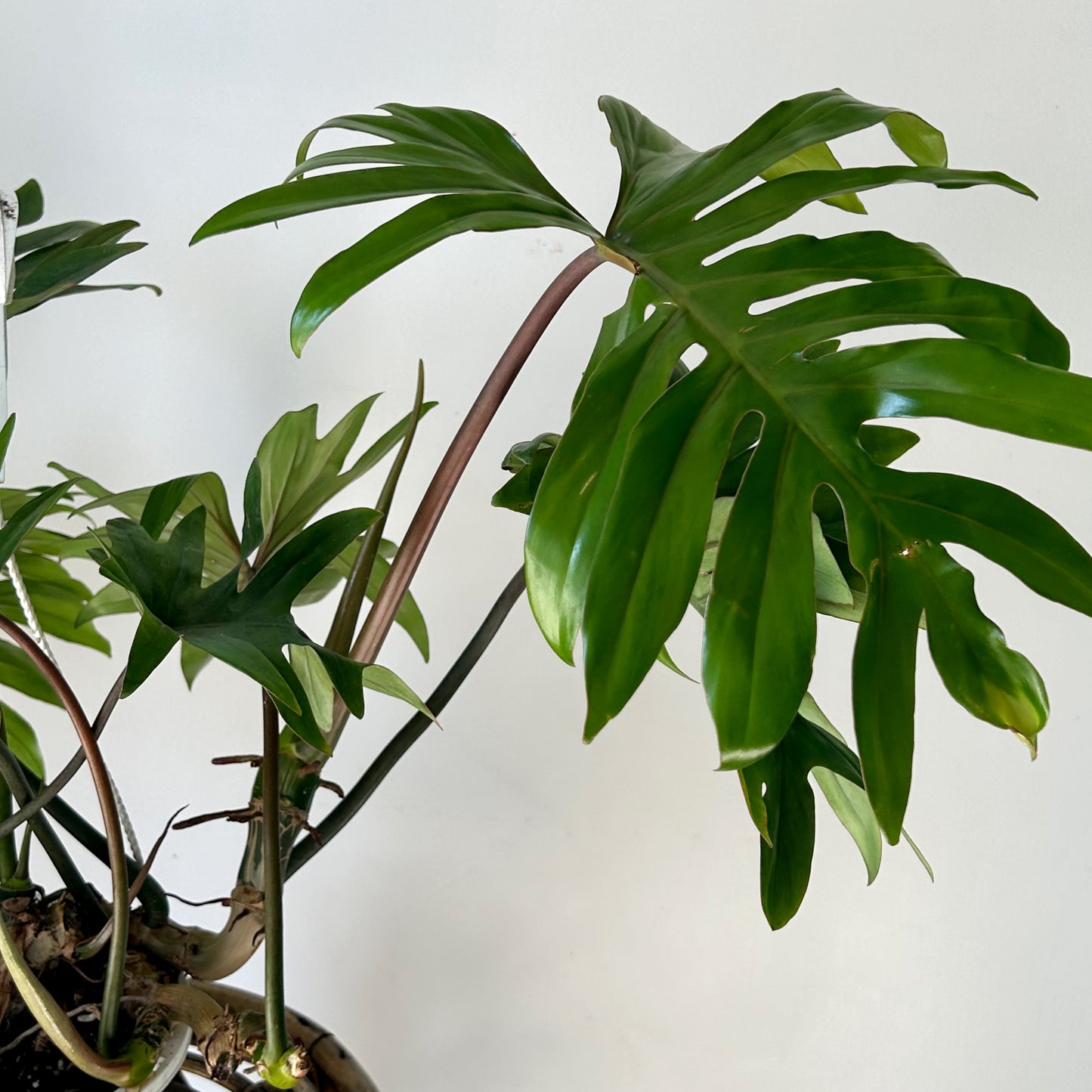 Philodendron mayoi 8”hanging basket