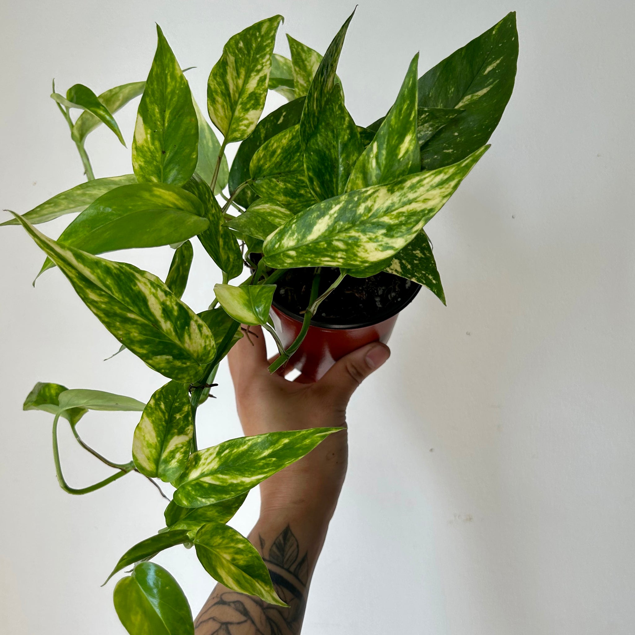 Unfurling Epipremnum pinnatum aurea variegata leaf : r/houseplants