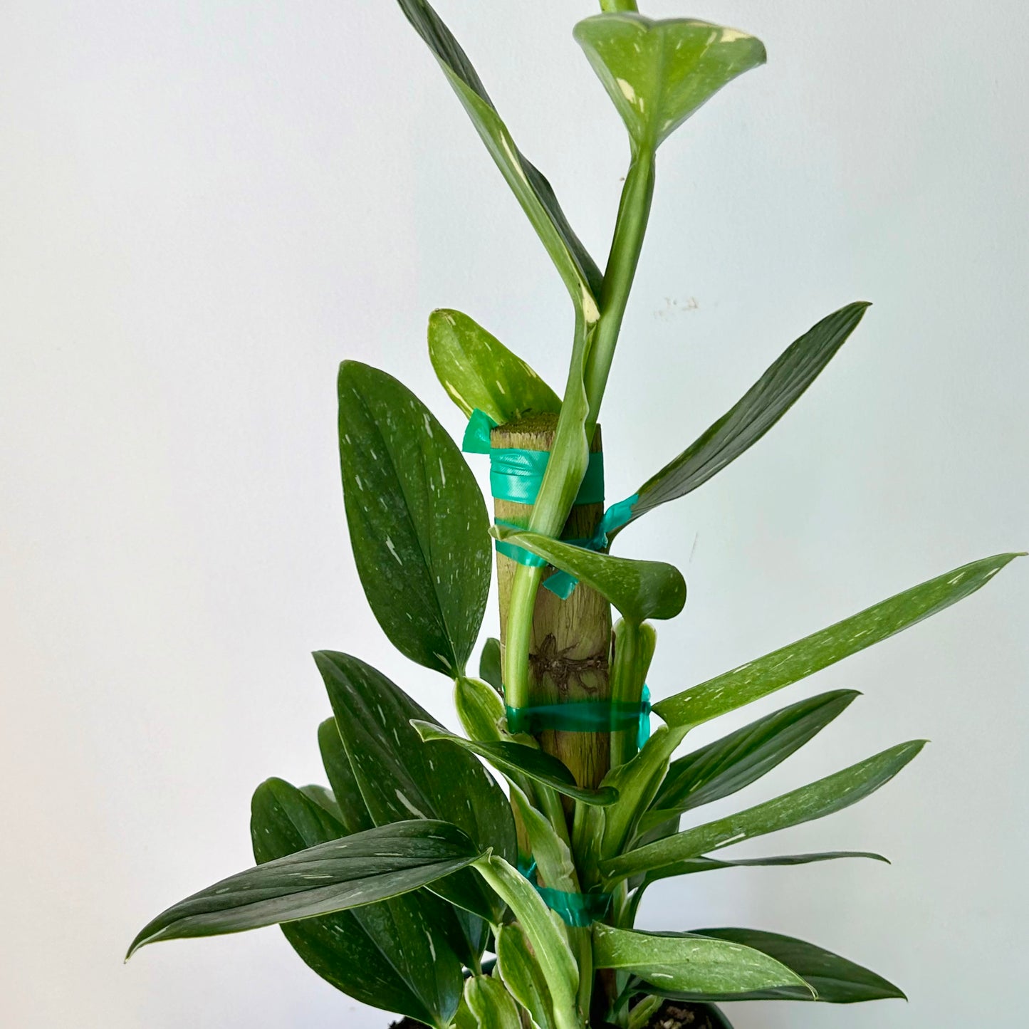 Variegated Monstera Standleyana  approximately 2ft tall in 6" pot (secured onto wooden totem)