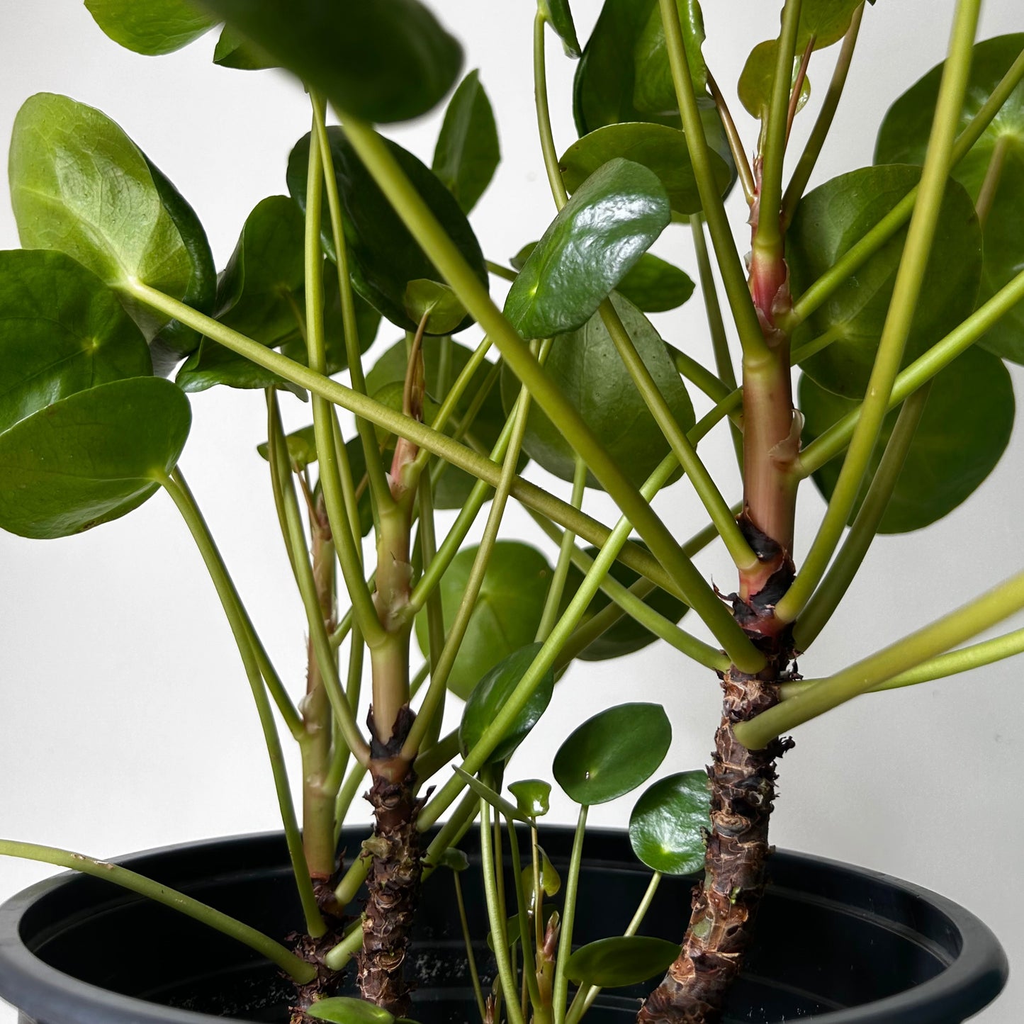 Chinese Money Plant (Pilea Peperomioides) 8” pot