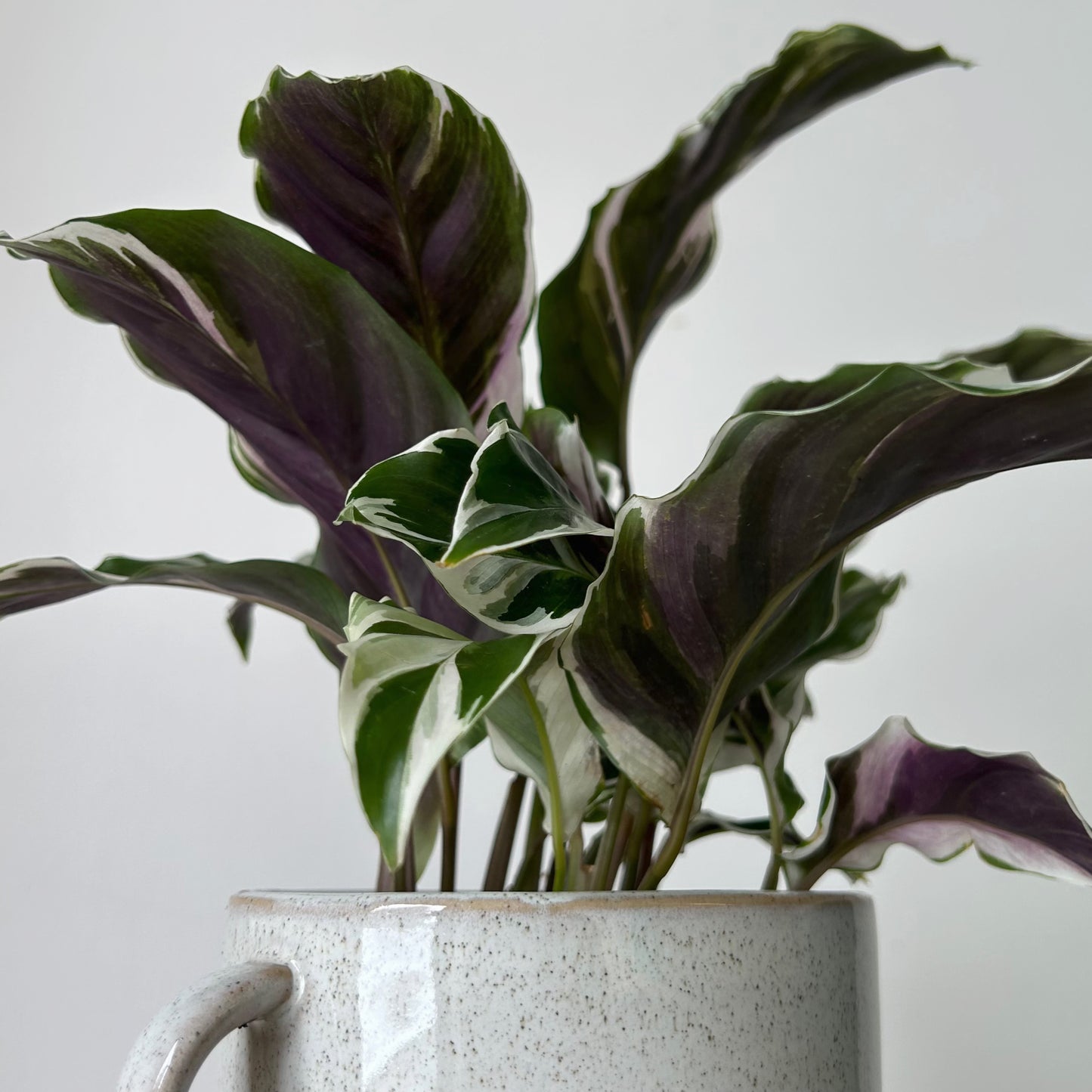 Calathea “White Fusion” 4”pot