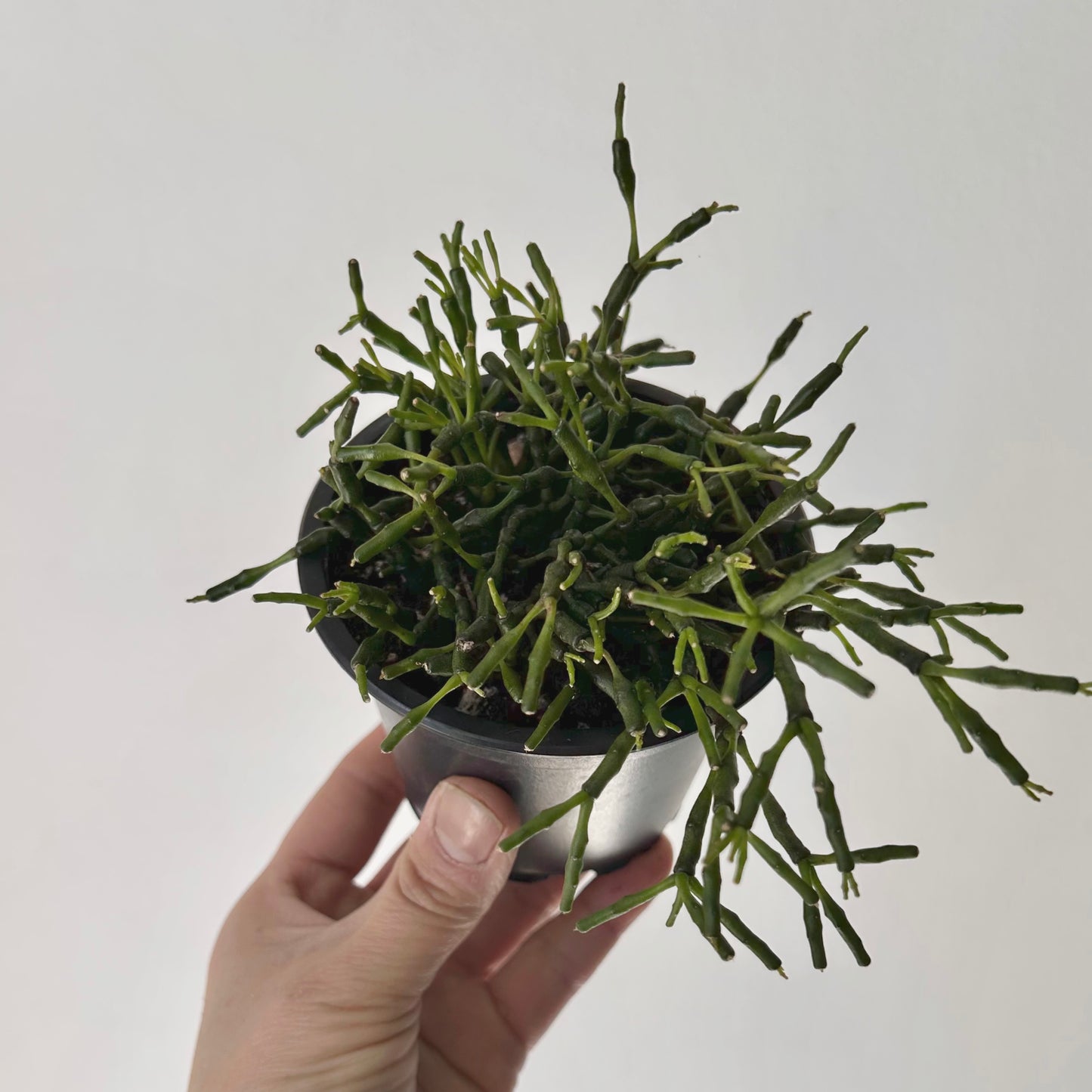 Bottle Cactus (Hatiora salicornioides ) 3.5”Pot