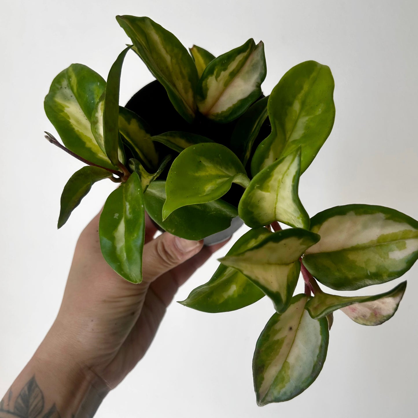 Hoya carnosa Tricolour “Krimson Princess” 3.5" pot