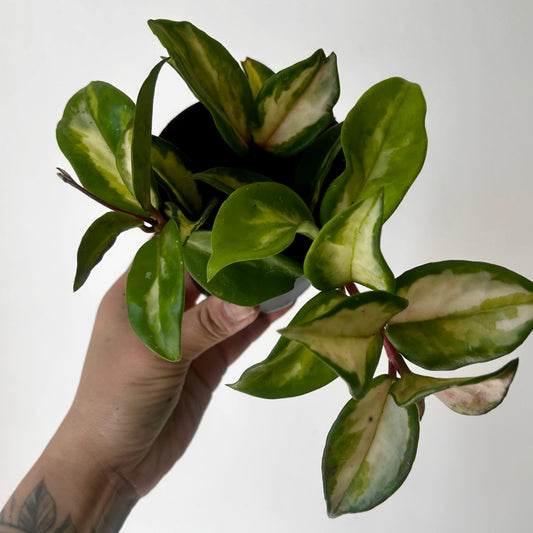 Hoya carnosa Tricolour “Krimson Princess” 3.5" pot