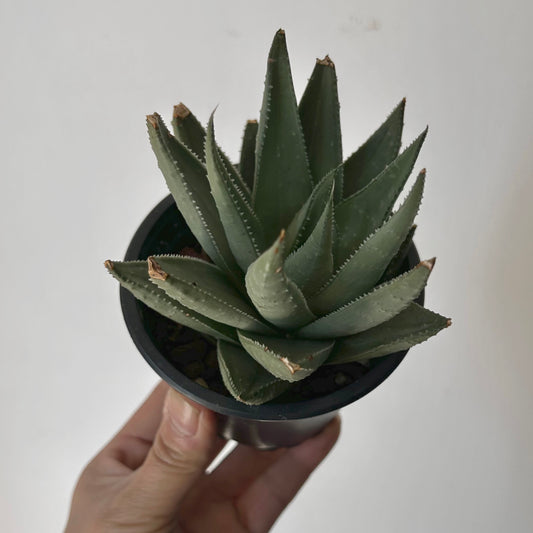 Gasteraloe ‘Kabela’ 3.5” pot