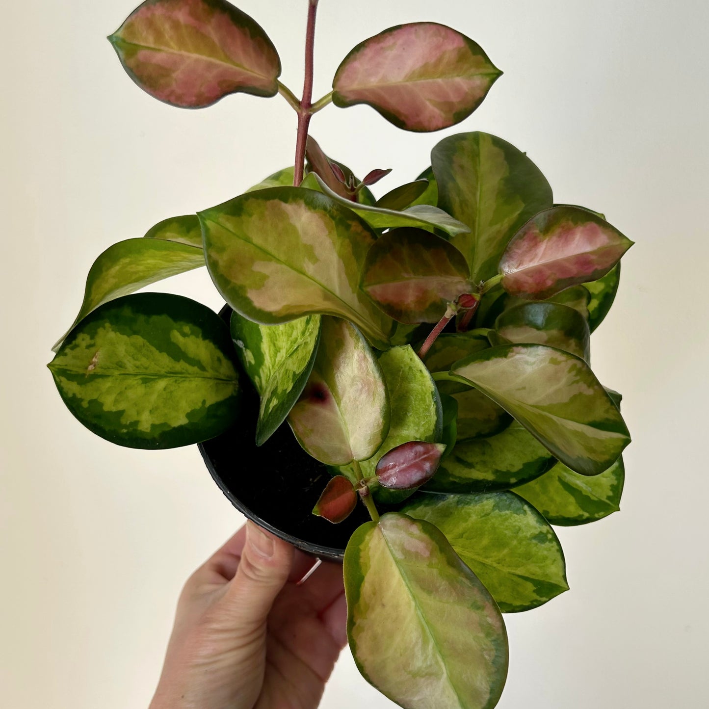 Hoya Australis “Lisa” 5”pot