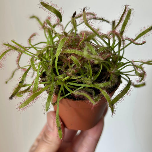 Drosera 2.5””pot