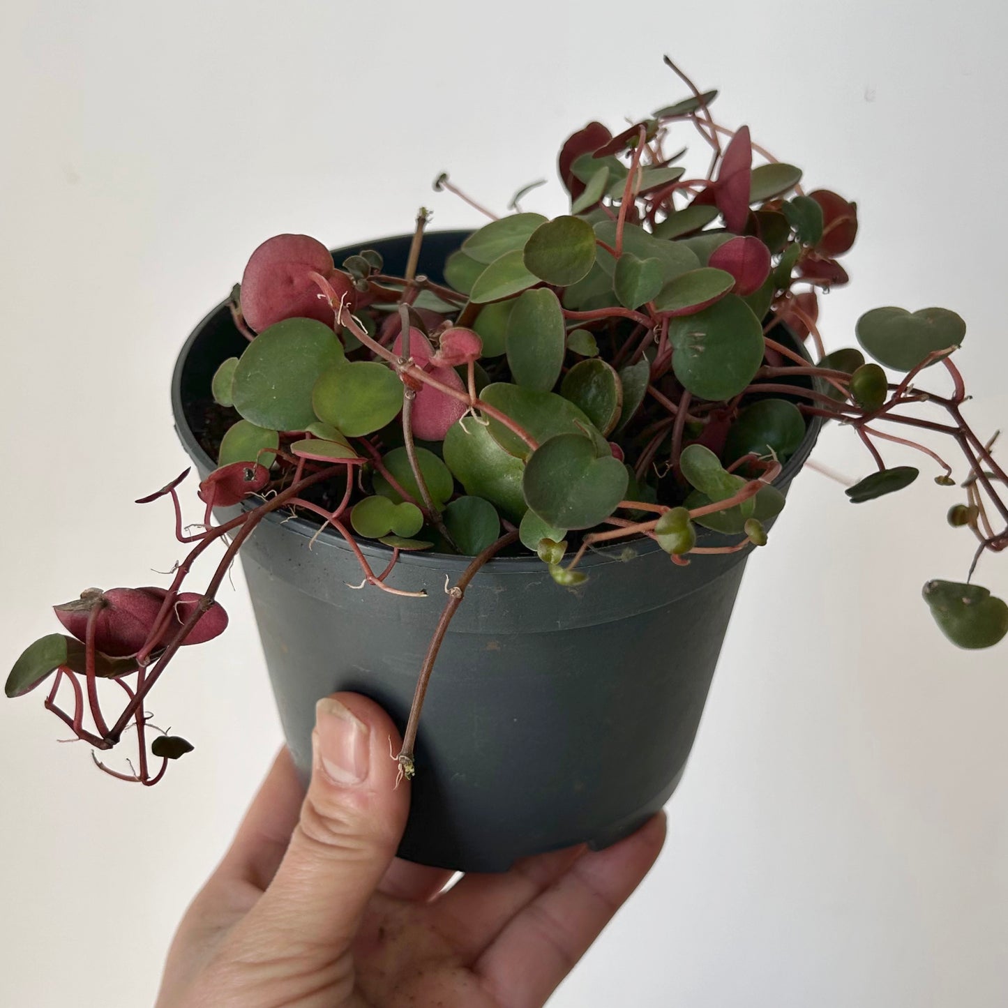 Peperomia “Ruby Cascade” 5” pot