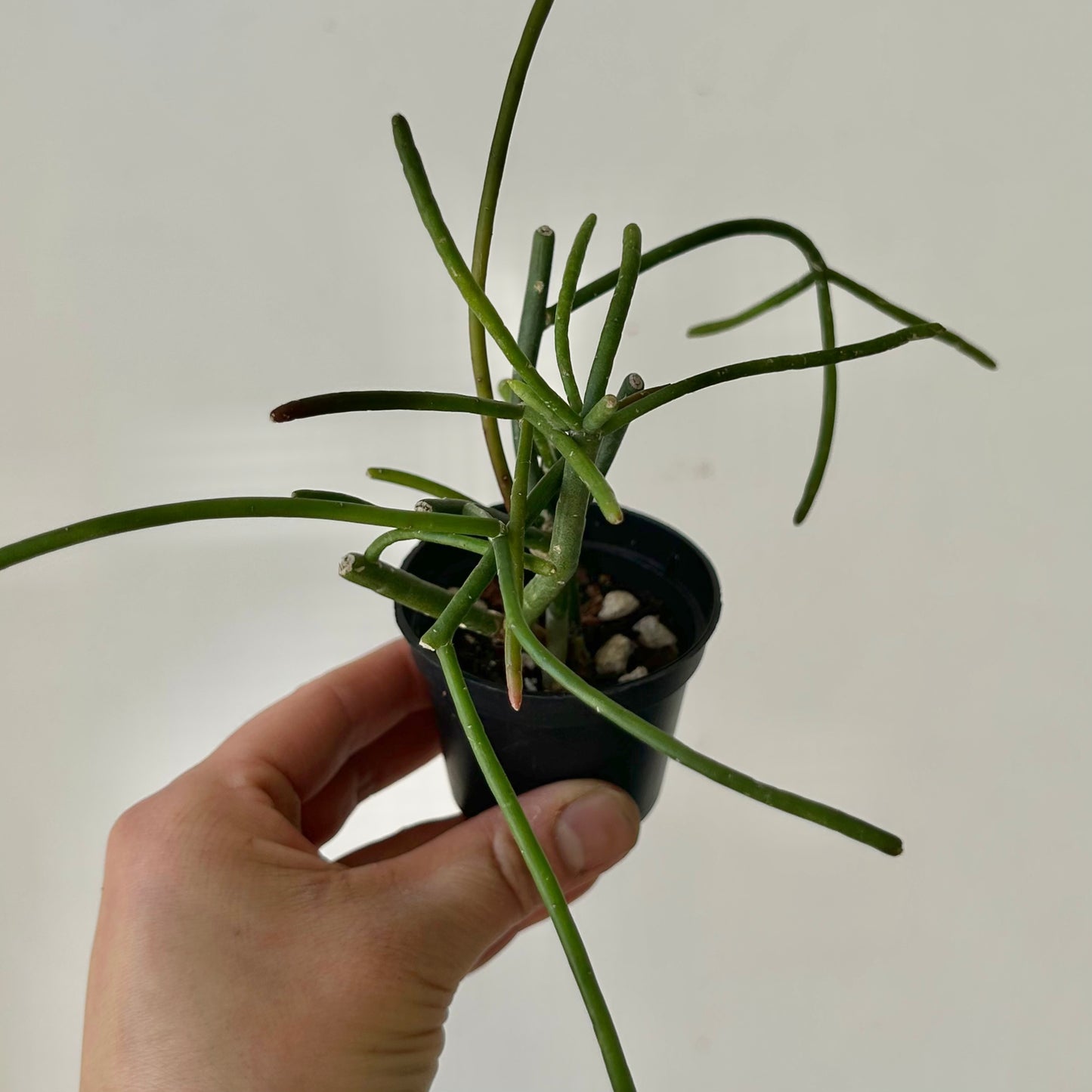 Rhipsalis baccifera mauritiana 2.5”pot