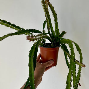 Hurricane Cactus ( Lepismium) 4” pot