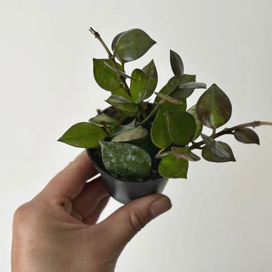 Hoya krohniana Black 2.5”pot
