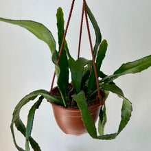 Load image into Gallery viewer, Orchid Cactus (Epiphyllum ) 6” hanging basket
