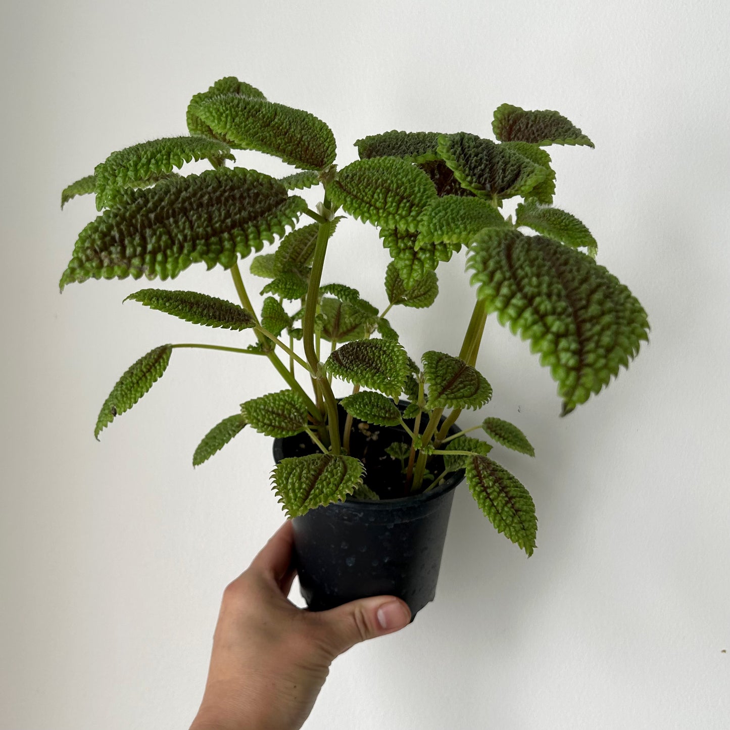 Pilea mollis “Moon Valley” 4” pot