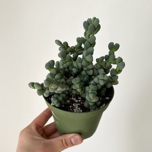 Ice Plant  (Corpuscularia Lehmannii) 4” pot