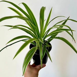 Variegated Spider Plant (chlorophytum comosum variegatum )3.5” pot