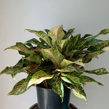 Load image into Gallery viewer, Aglaonema “Sparkling Sarah” 8&quot;  pot
