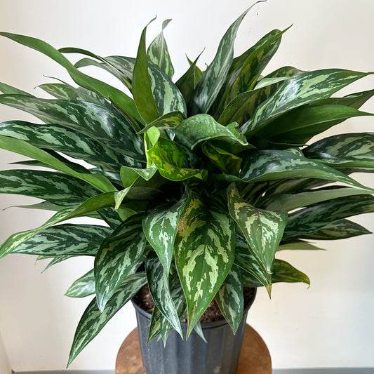 Aglaonema “Tigress" approximately 2ft tall in 10” pot