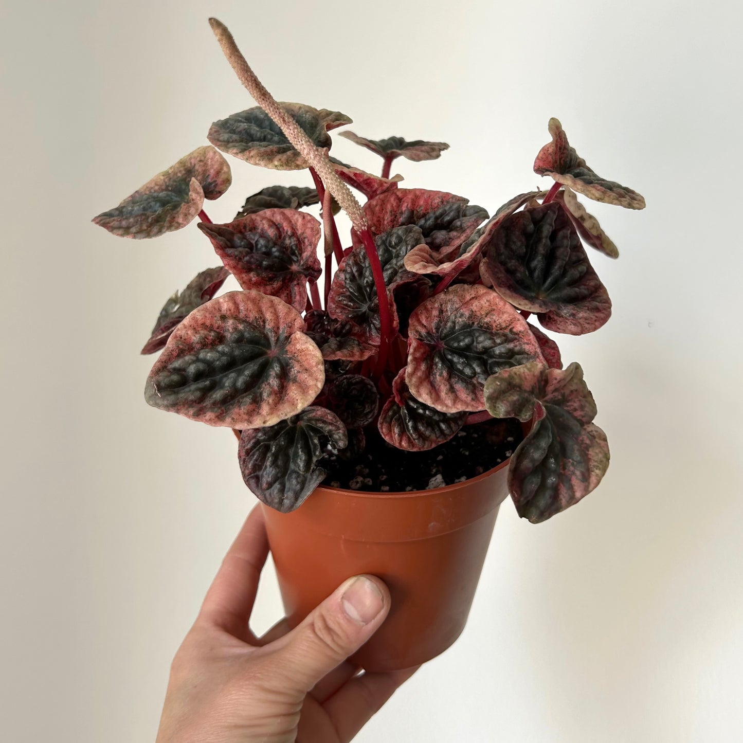 Peperomia Abricos 4”pot
