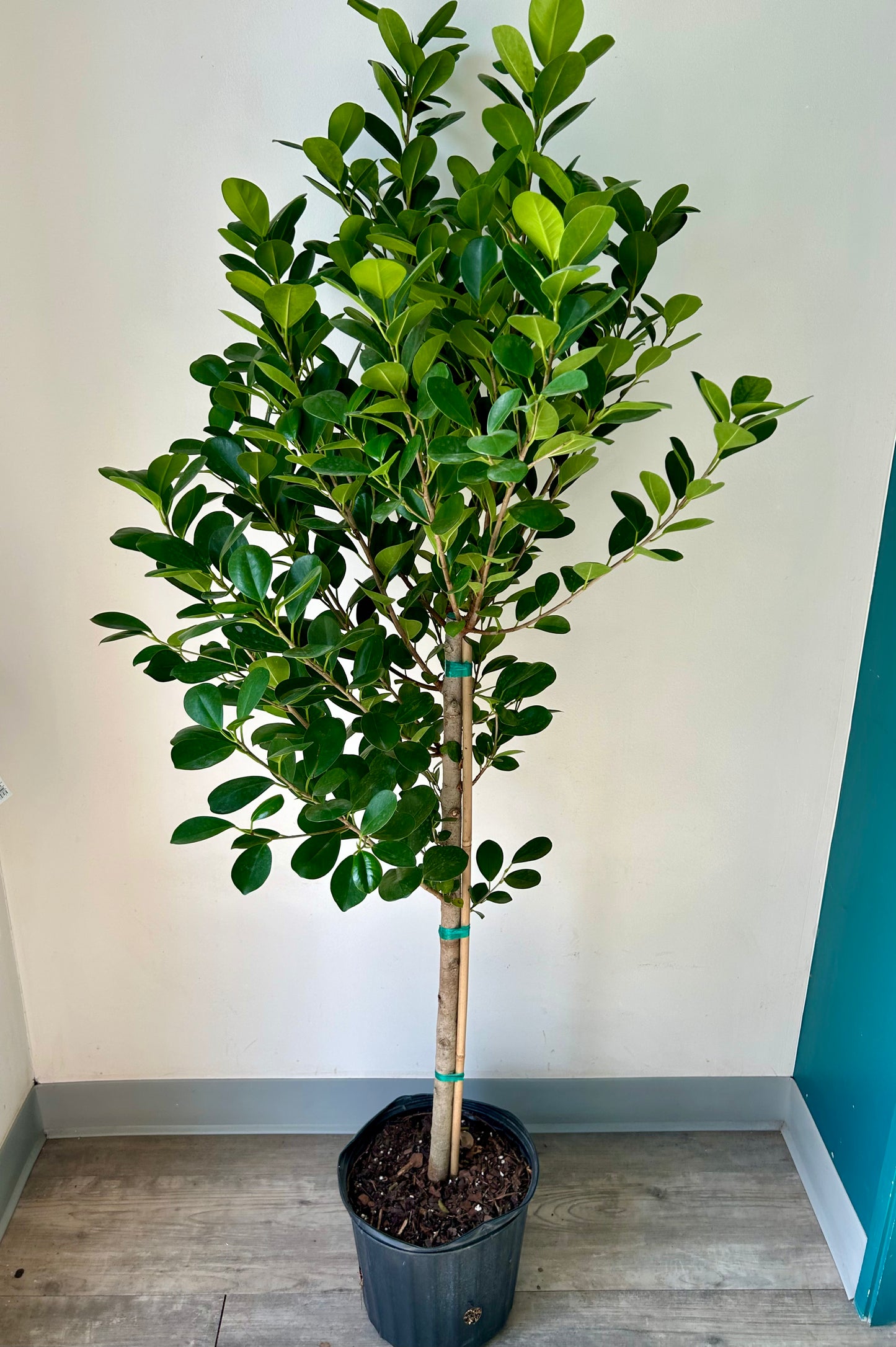 Ficus Moclame approximately 4ft ft tall in 10"pot