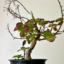 Load image into Gallery viewer, Bonsai Mint (Plectranthus ernstii, ) 4” pot
