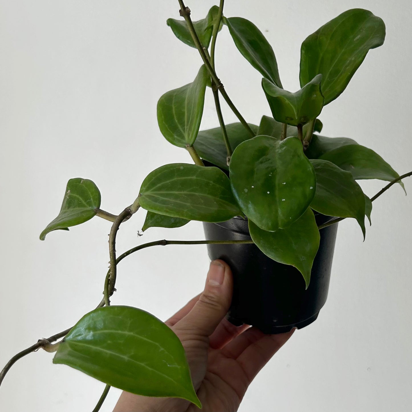 Hoya Qinquenervia 4” pot