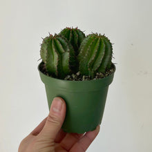 Load image into Gallery viewer, Euphorbia polygona 4” pot
