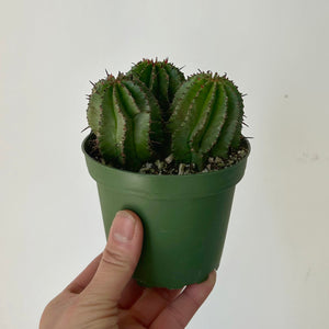 Euphorbia polygona 4” pot
