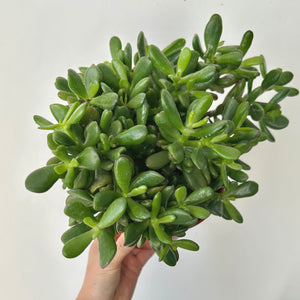 Crassula ovata “Horn Tree” in 6” pot