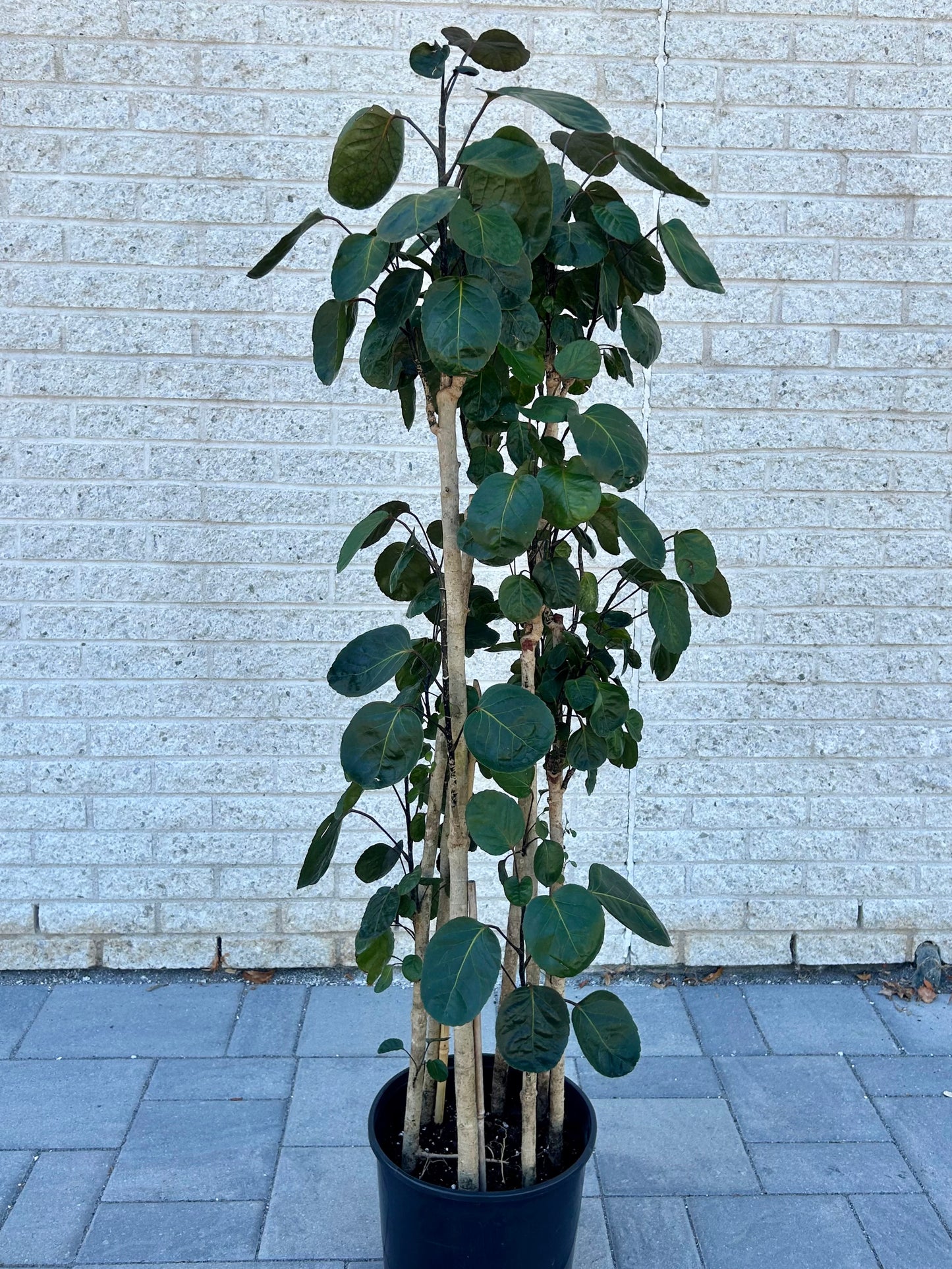 Aralia Fabian Stump (Polyscias Scutellaria), approximately 5ft tall 10”pot