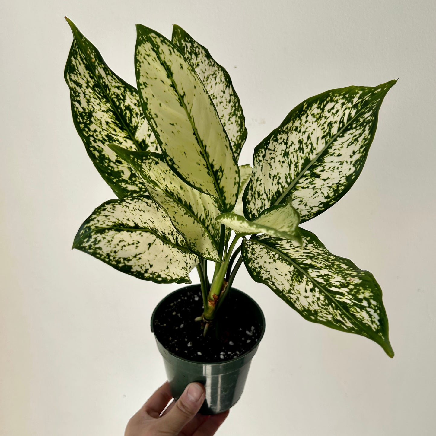 Aglaonema ‘Spring Snow’ 4” pot