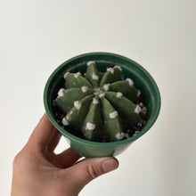 Load image into Gallery viewer, Domino Cactus (Echinopsis subdenudata) 4”pot
