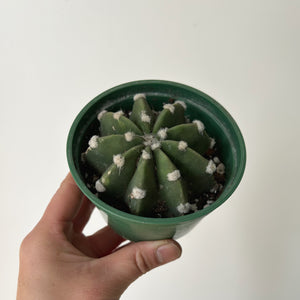 Domino Cactus (Echinopsis subdenudata) 4”pot
