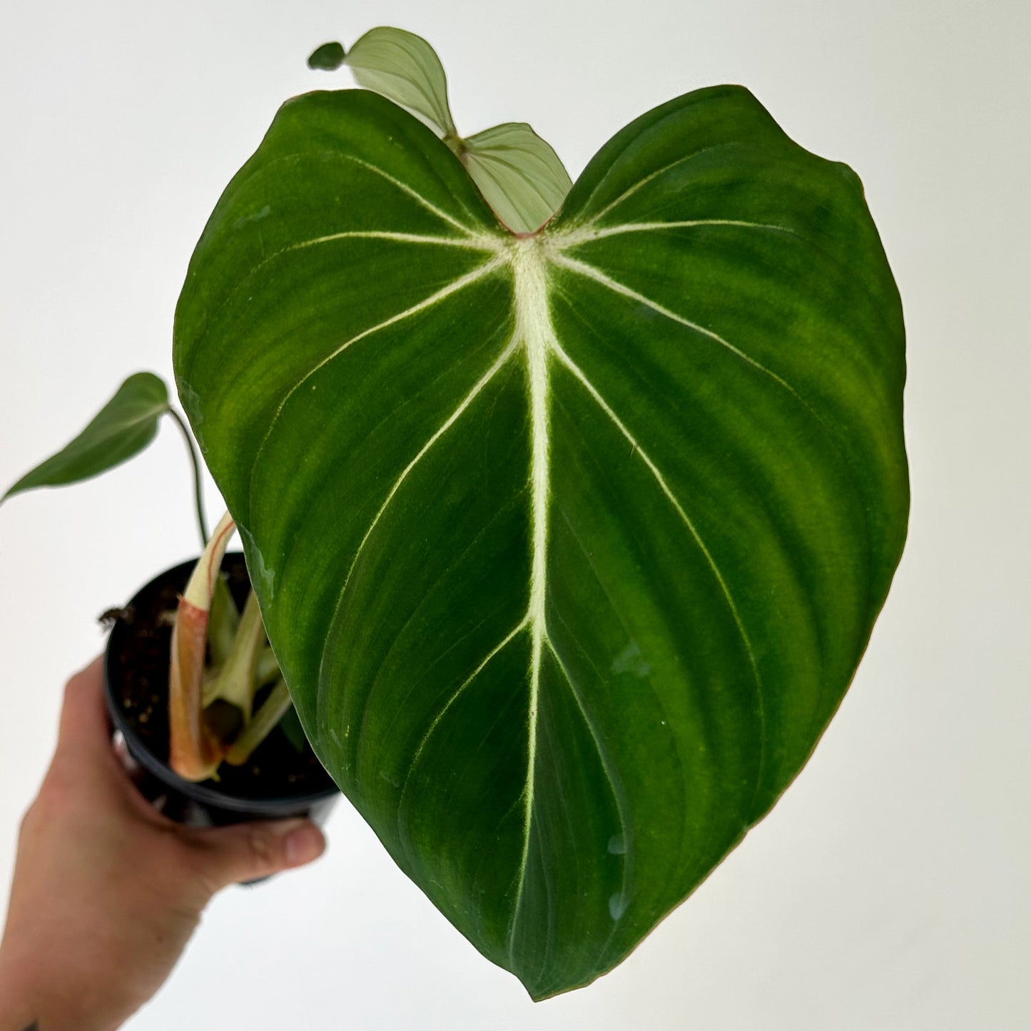 Philodendron Gloriosum 6”pot