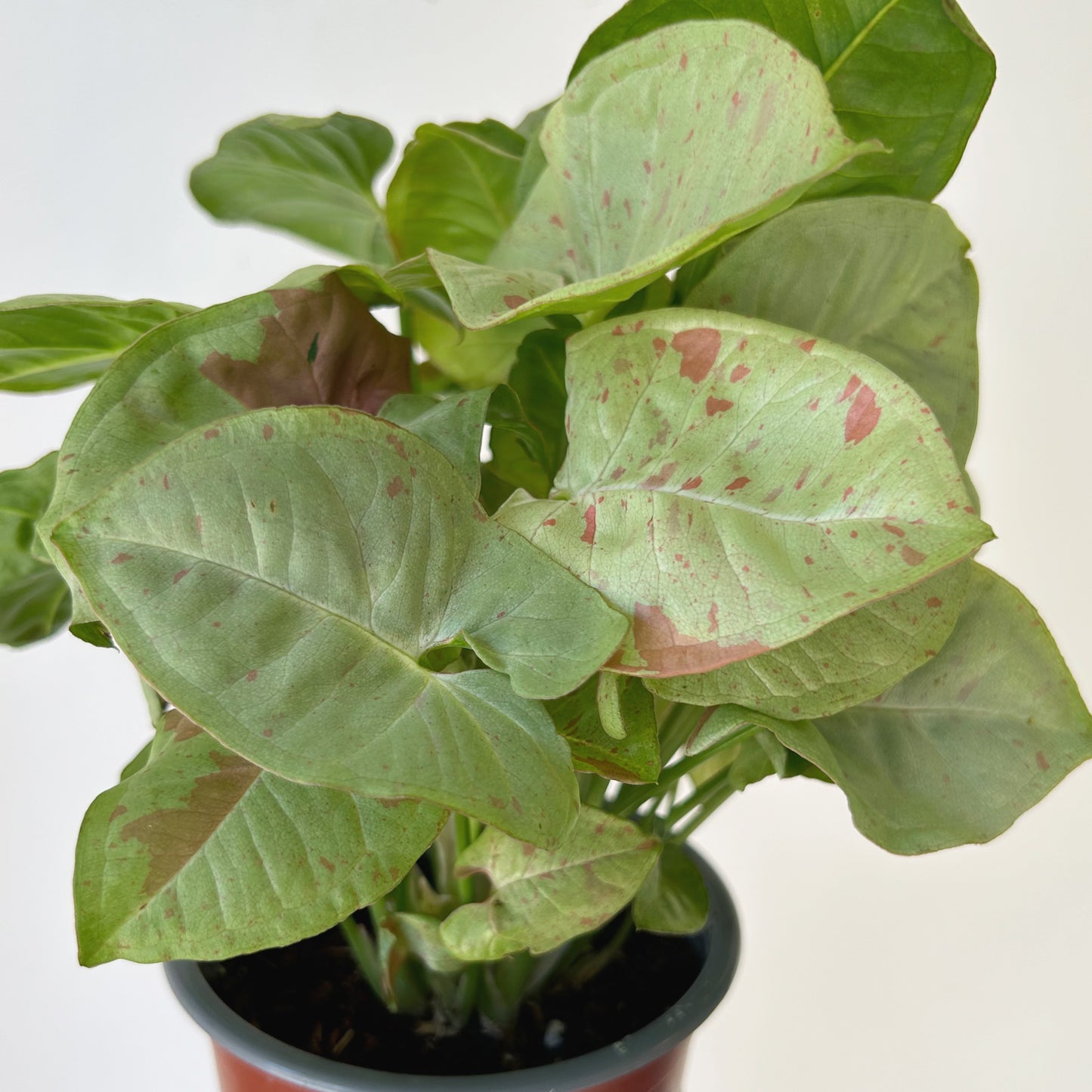 Syngonium “Milk Confetti” 4”pot