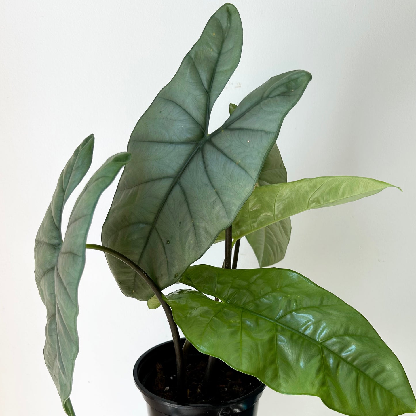 Alocasia Corazon 6”pot