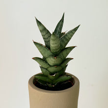 Load image into Gallery viewer, Sansevieria francisii in decorative 2.5”X 2.75&quot;pot
