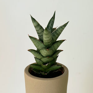 Sansevieria francisii in decorative 2.5”X 2.75"pot