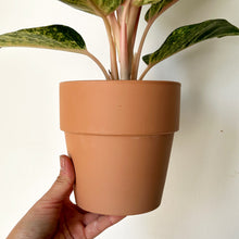 Load image into Gallery viewer, BAILEY Cover Pot TERRACOTTA 5”X5”
